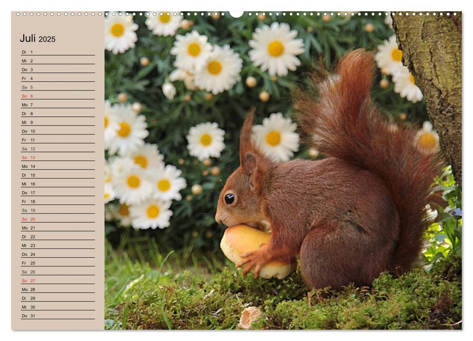Eichhörnchen. Wo sind bloß die Nüsse? (CALVENDO Premium Wandkalender 2025)