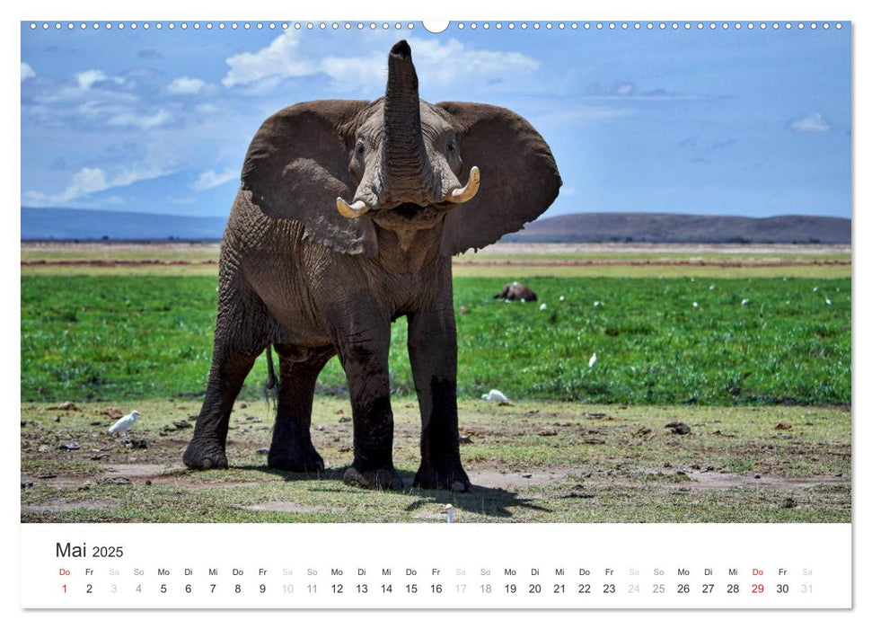 Elefanten - Sanfte Riesen in Afrika (CALVENDO Premium Wandkalender 2025)