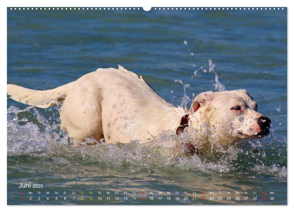 SPLASH - Hunde im Wasser (CALVENDO Wandkalender 2025)