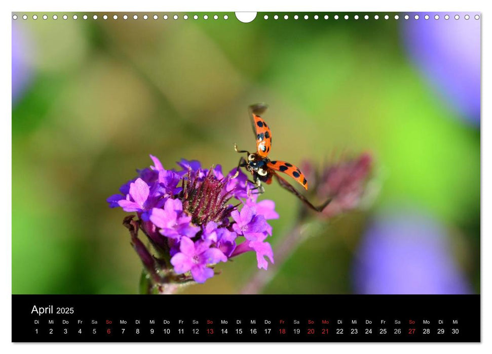 Kleine Glücksboten (CALVENDO Wandkalender 2025)