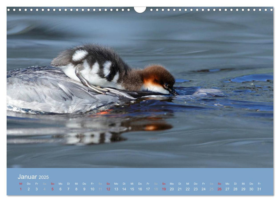 Gänsesäger - alleinerziehende Mütter im Schloßpark Nymphenburg (CALVENDO Wandkalender 2025)