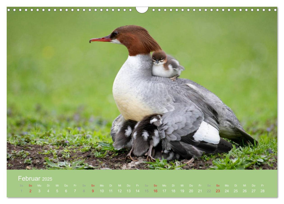 Gänsesäger - alleinerziehende Mütter im Schloßpark Nymphenburg (CALVENDO Wandkalender 2025)