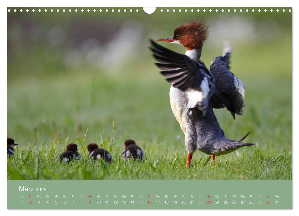 Gänsesäger - alleinerziehende Mütter im Schloßpark Nymphenburg (CALVENDO Wandkalender 2025)