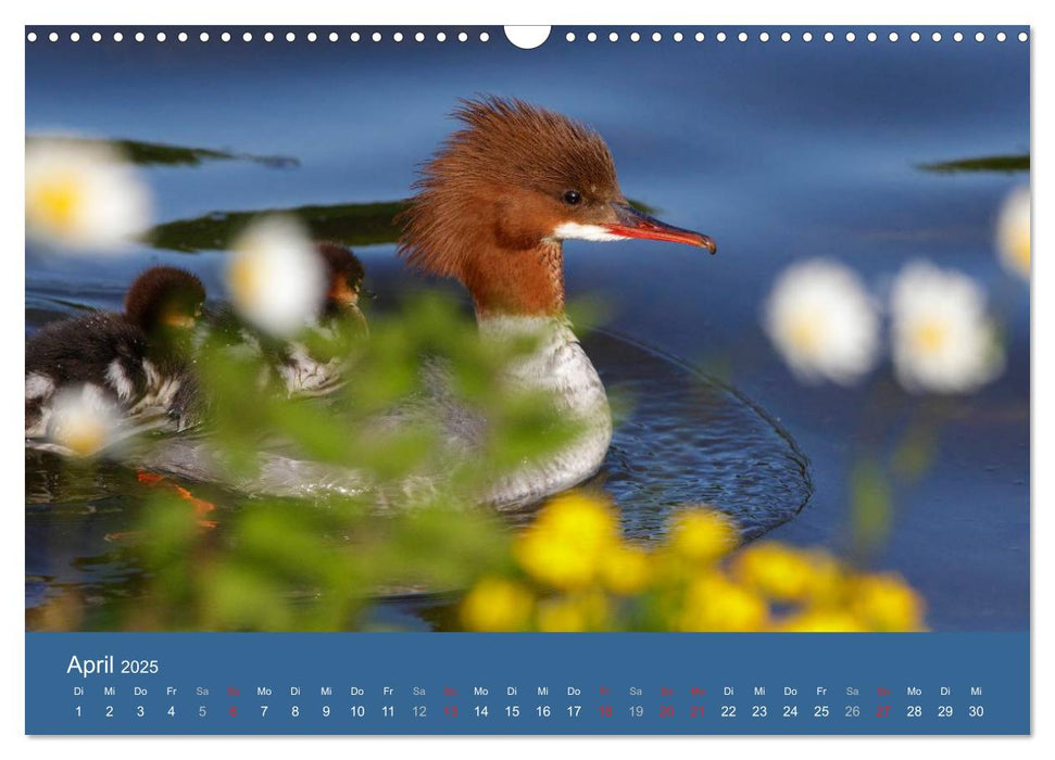 Gänsesäger - alleinerziehende Mütter im Schloßpark Nymphenburg (CALVENDO Wandkalender 2025)