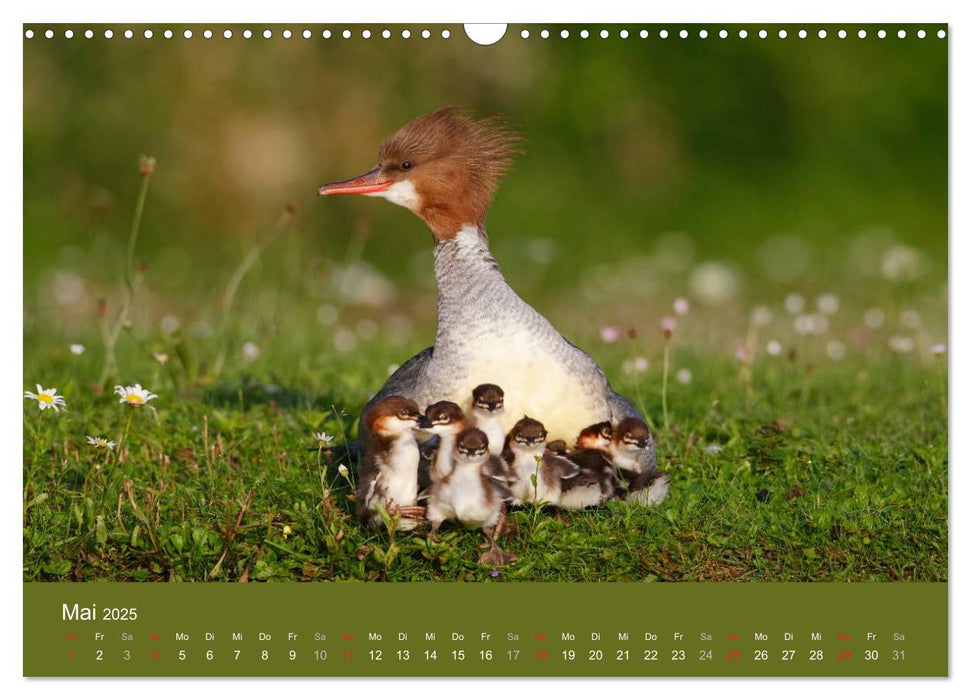 Gänsesäger - alleinerziehende Mütter im Schloßpark Nymphenburg (CALVENDO Wandkalender 2025)