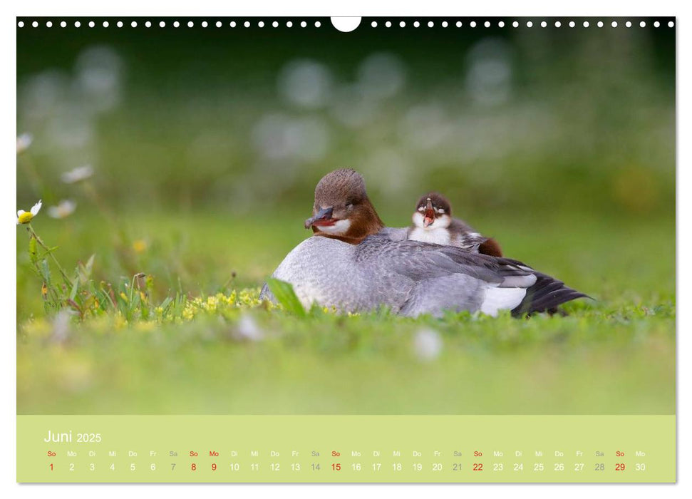 Gänsesäger - alleinerziehende Mütter im Schloßpark Nymphenburg (CALVENDO Wandkalender 2025)