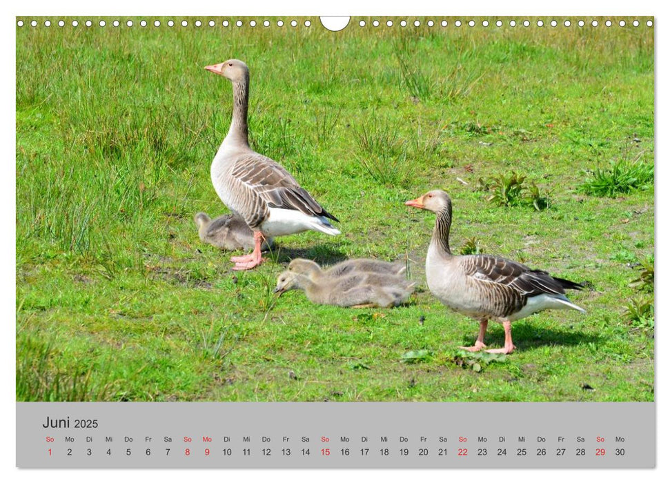 Impressionen von Texel (CALVENDO Wandkalender 2025)