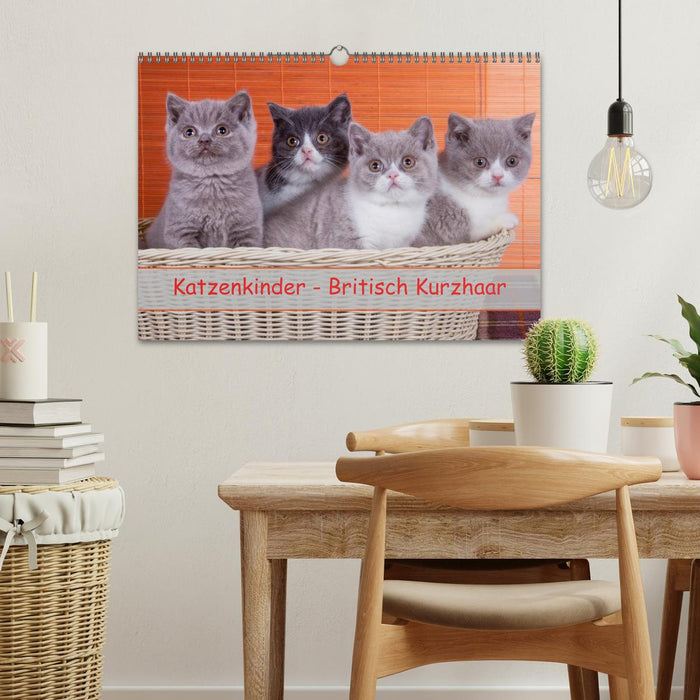 Katzenkinder Britisch Kurzhaar (CALVENDO Wandkalender 2025)