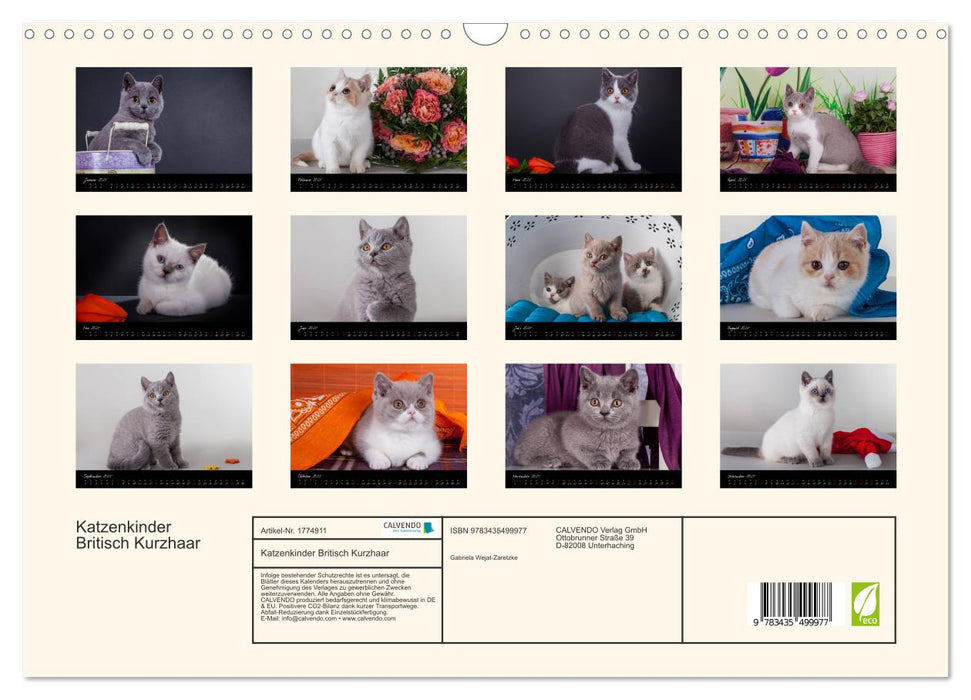 Katzenkinder Britisch Kurzhaar (CALVENDO Wandkalender 2025)