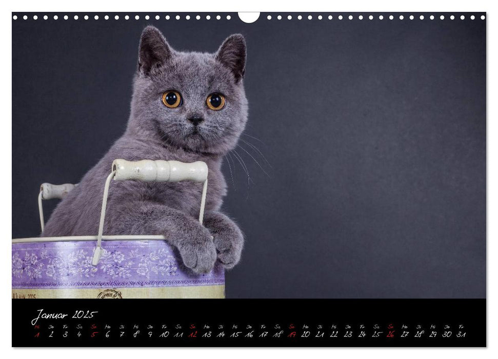 Katzenkinder Britisch Kurzhaar (CALVENDO Wandkalender 2025)