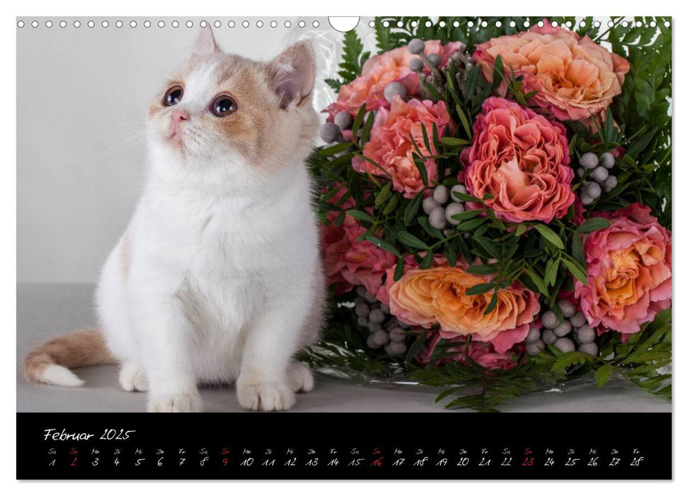 Katzenkinder Britisch Kurzhaar (CALVENDO Wandkalender 2025)