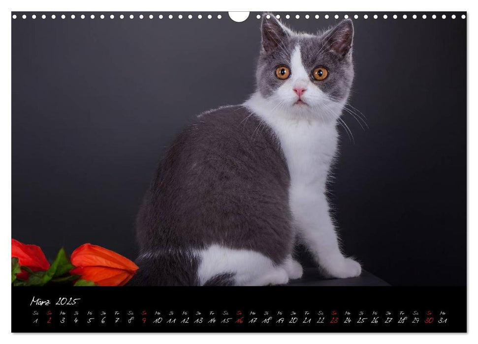 Katzenkinder Britisch Kurzhaar (CALVENDO Wandkalender 2025)