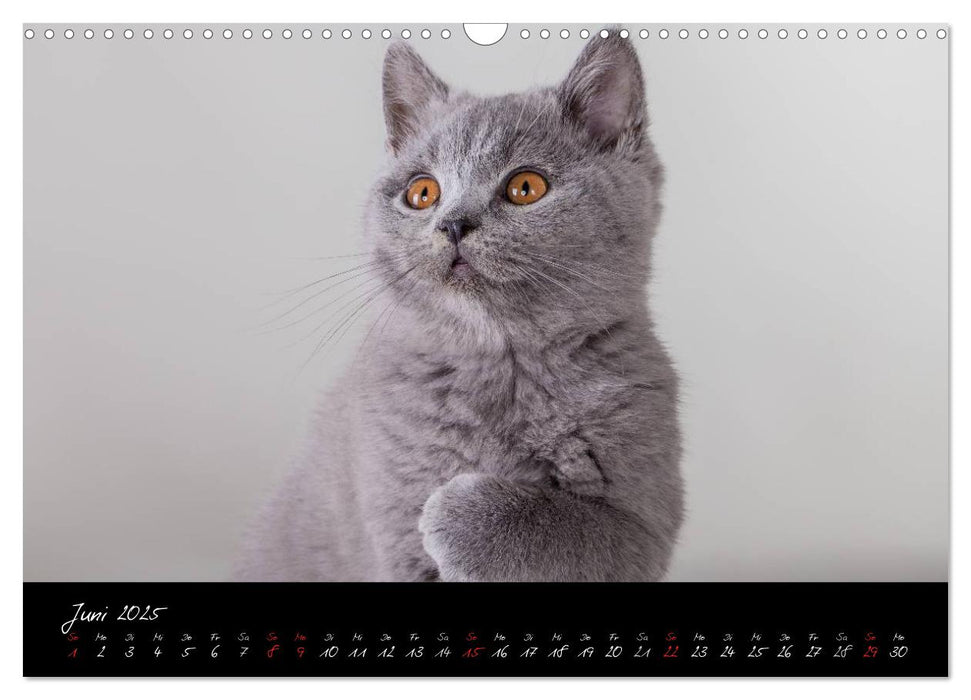 Katzenkinder Britisch Kurzhaar (CALVENDO Wandkalender 2025)