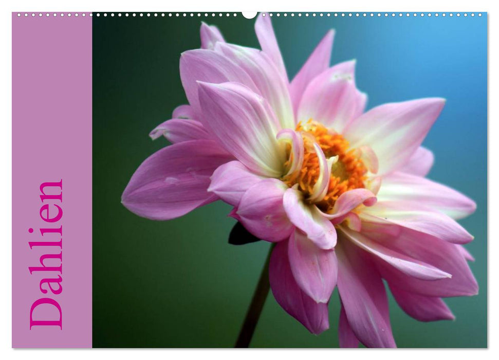 Dahlien (CALVENDO Wandkalender 2025)