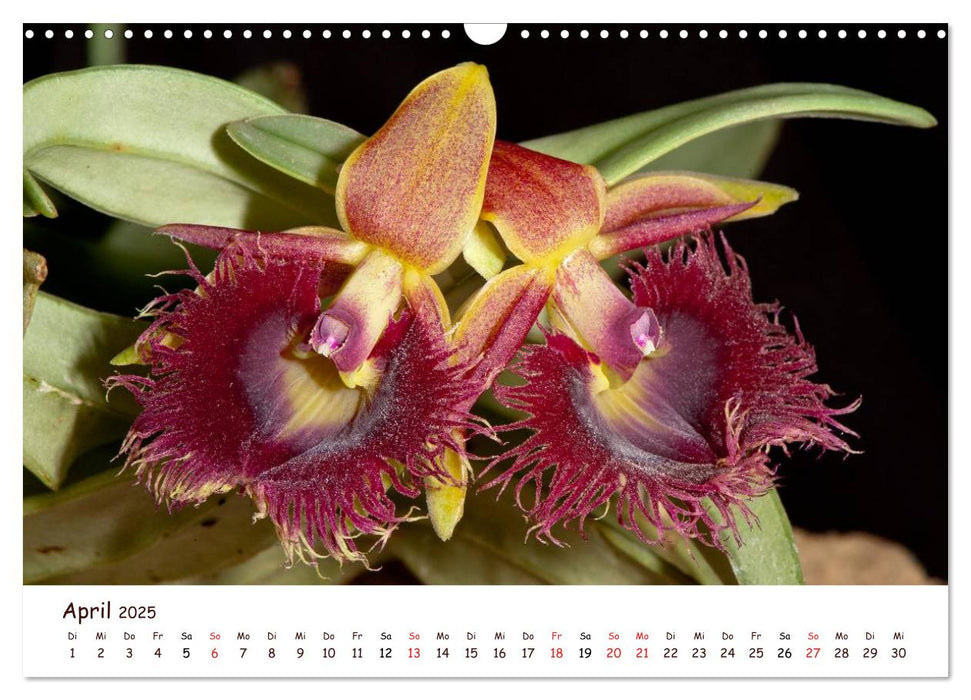 Orchideenzauber (CALVENDO Wandkalender 2025)