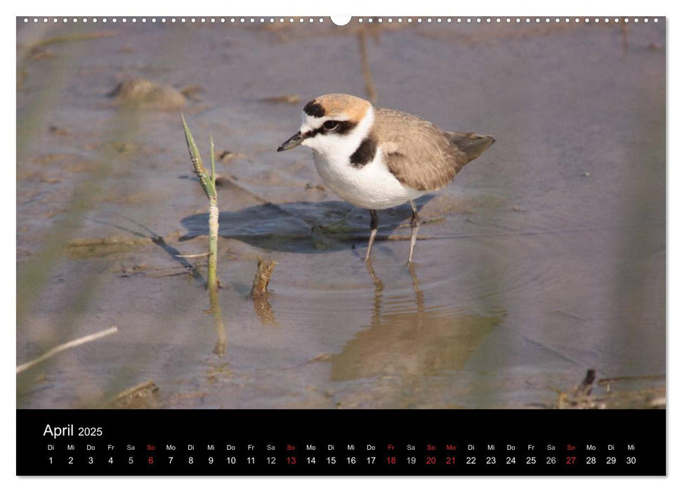 Limikolen Watvögel auf dem Zug (CALVENDO Premium Wandkalender 2025)