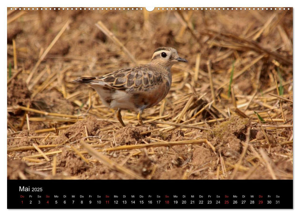 Limikolen Watvögel auf dem Zug (CALVENDO Premium Wandkalender 2025)