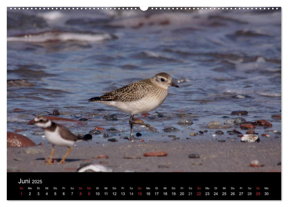 Limikolen Watvögel auf dem Zug (CALVENDO Premium Wandkalender 2025)