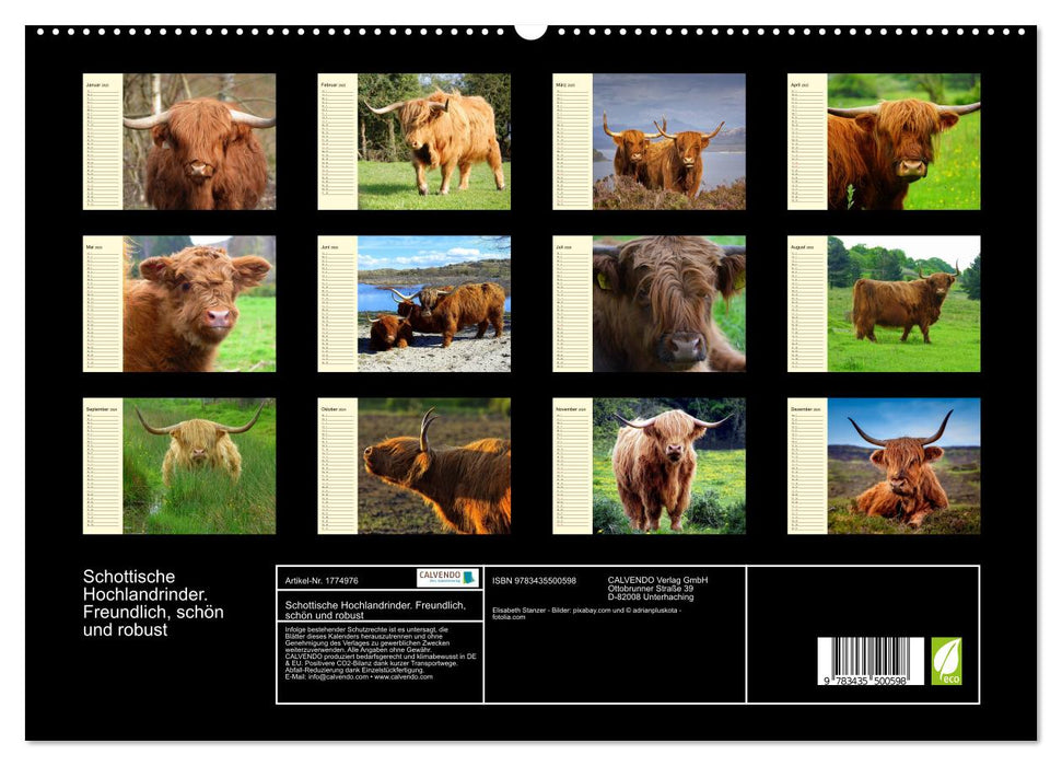 Schottische Hochlandrinder. Freundlich, schön und robust (CALVENDO Premium Wandkalender 2025)