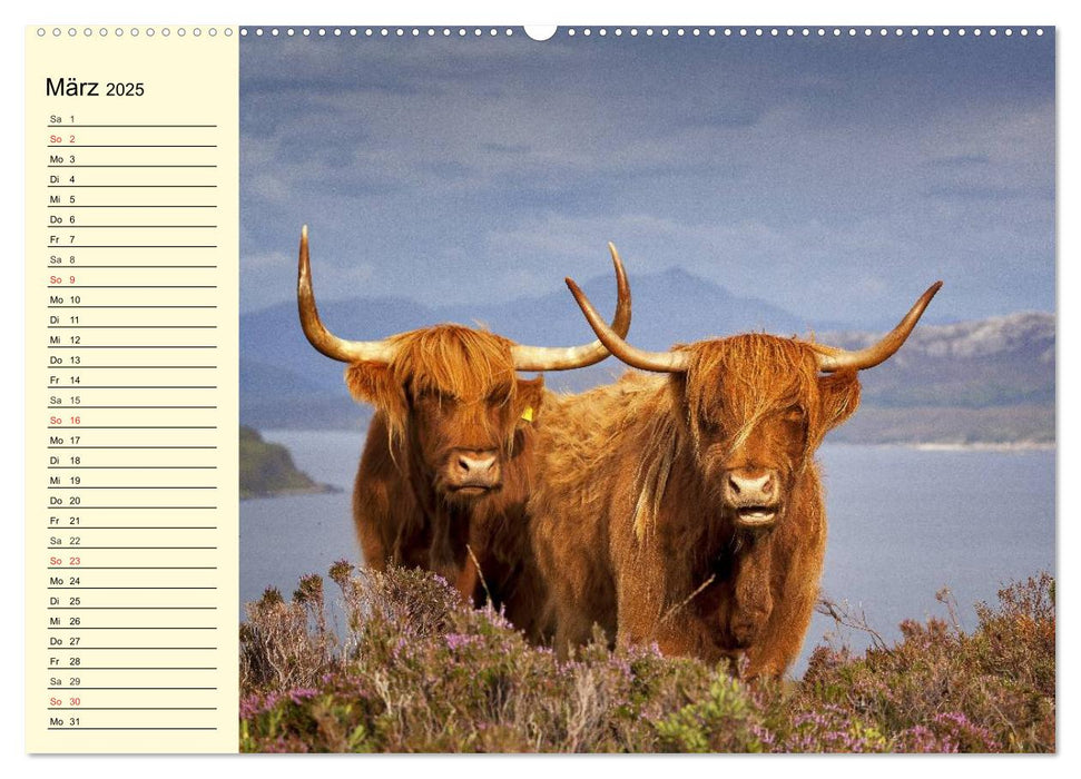 Schottische Hochlandrinder. Freundlich, schön und robust (CALVENDO Premium Wandkalender 2025)