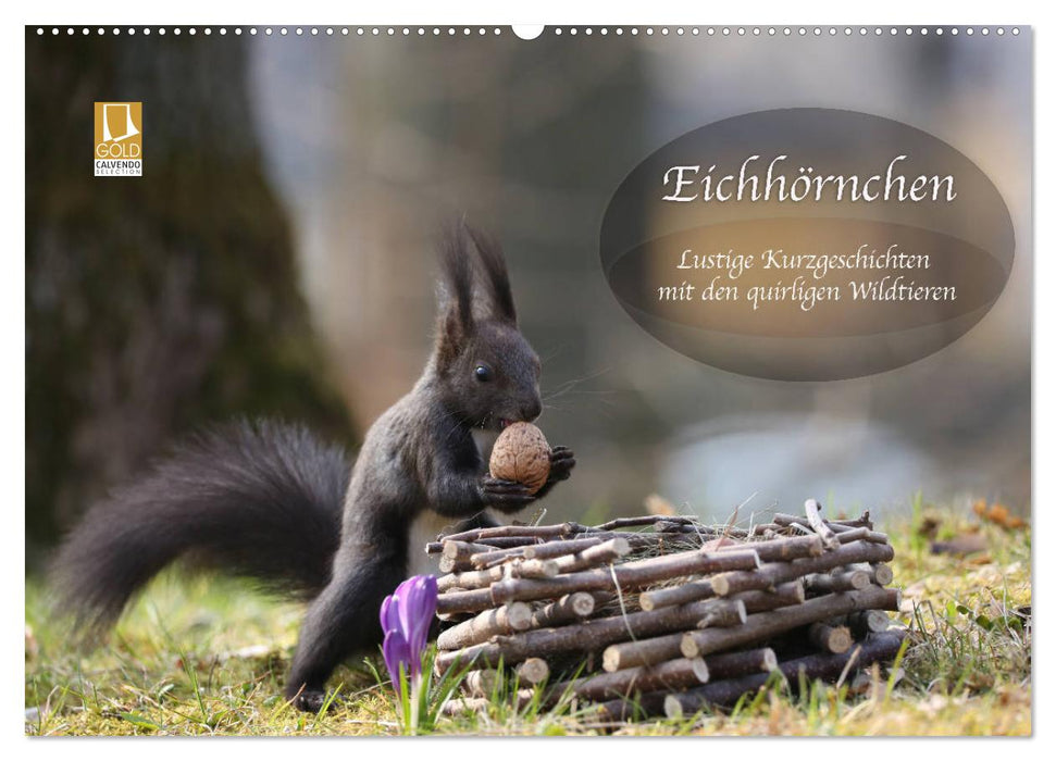 Eichhörnchen - Lustige Kurzgeschichten mit den quirligen Wildtieren (CALVENDO Wandkalender 2025)