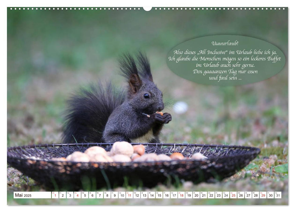 Eichhörnchen - Lustige Kurzgeschichten mit den quirligen Wildtieren (CALVENDO Wandkalender 2025)
