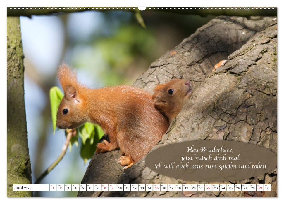 Eichhörnchen - Lustige Kurzgeschichten mit den quirligen Wildtieren (CALVENDO Wandkalender 2025)