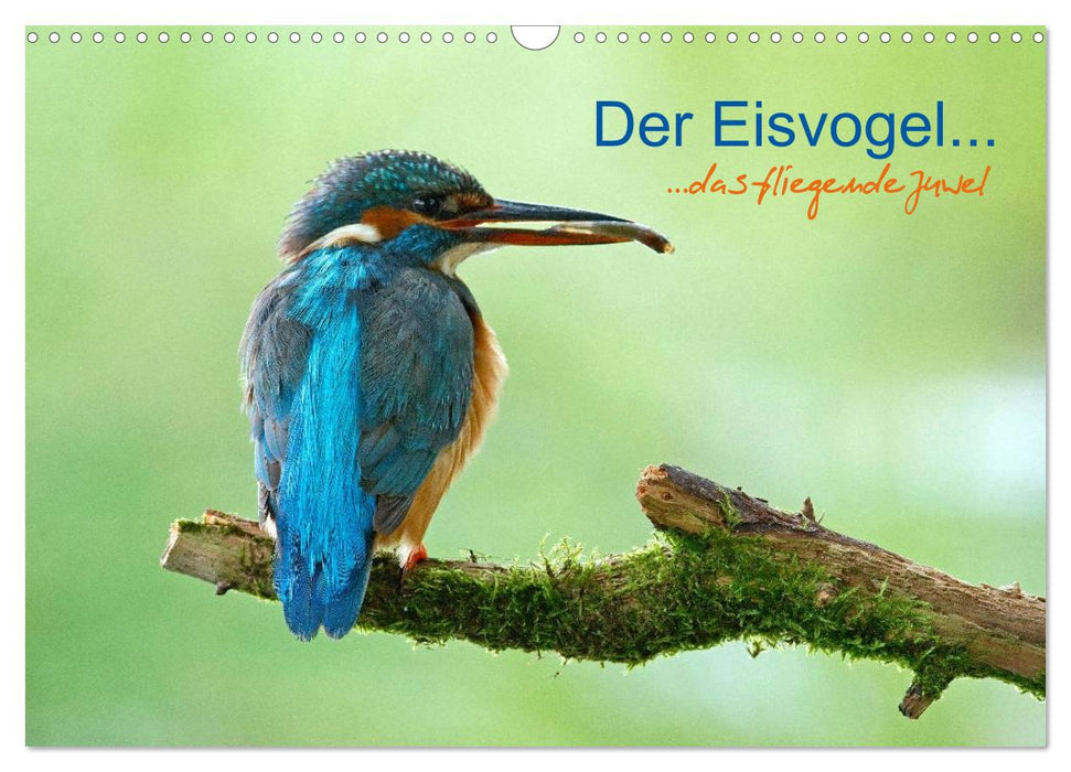 Der Eisvogel...fliegendes Juwel (CALVENDO Wandkalender 2025)