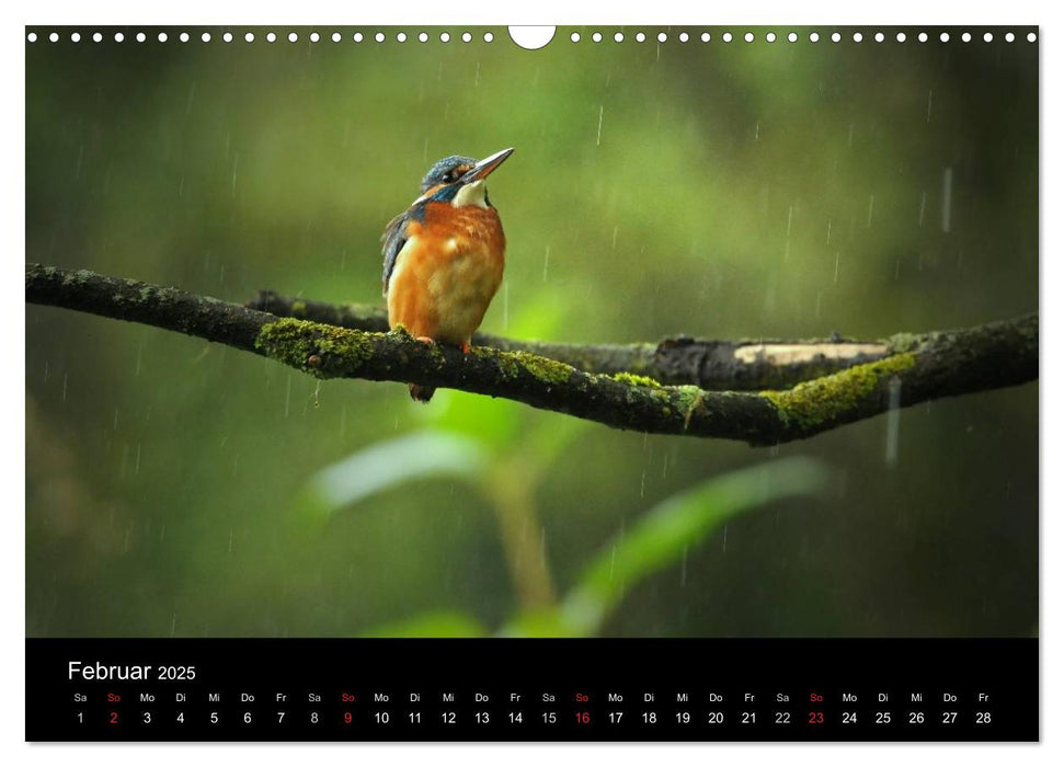 Der Eisvogel...fliegendes Juwel (CALVENDO Wandkalender 2025)