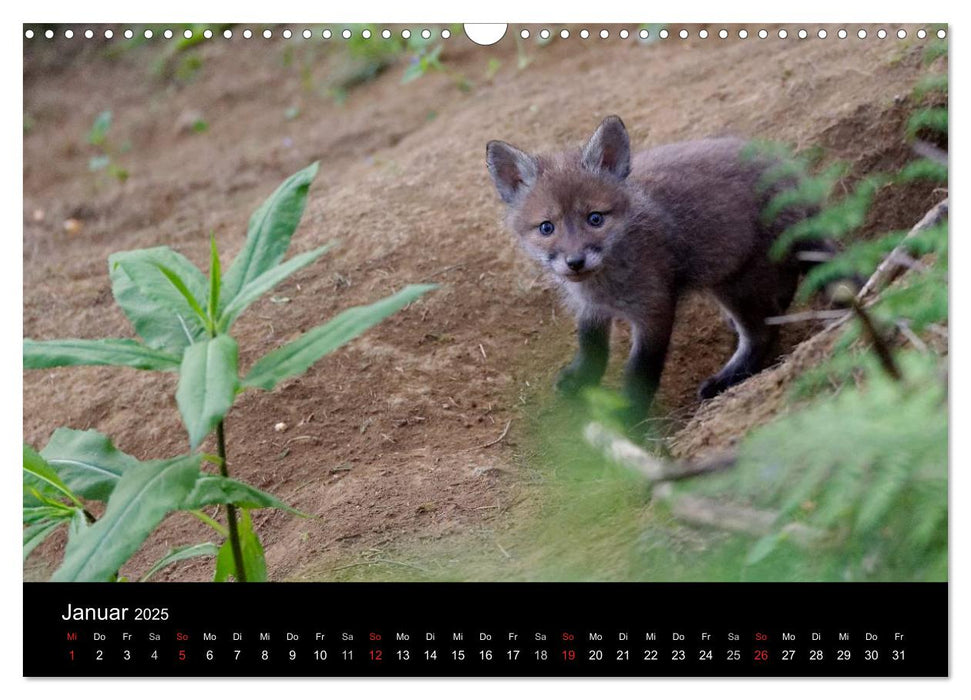 Ein Blick in Reinekes Kinderstube (CALVENDO Wandkalender 2025)