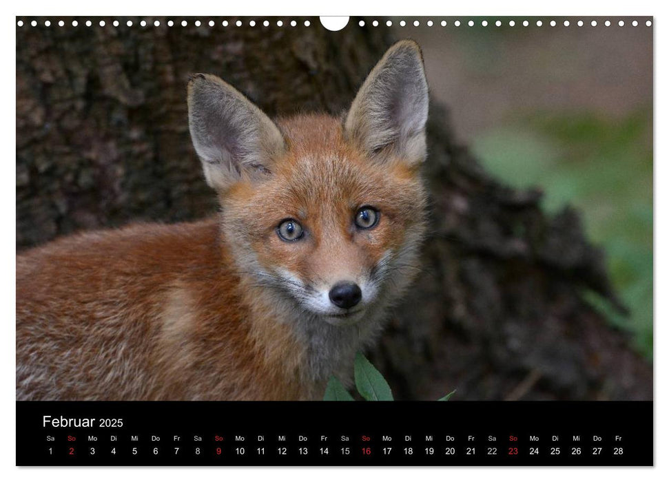 Ein Blick in Reinekes Kinderstube (CALVENDO Wandkalender 2025)