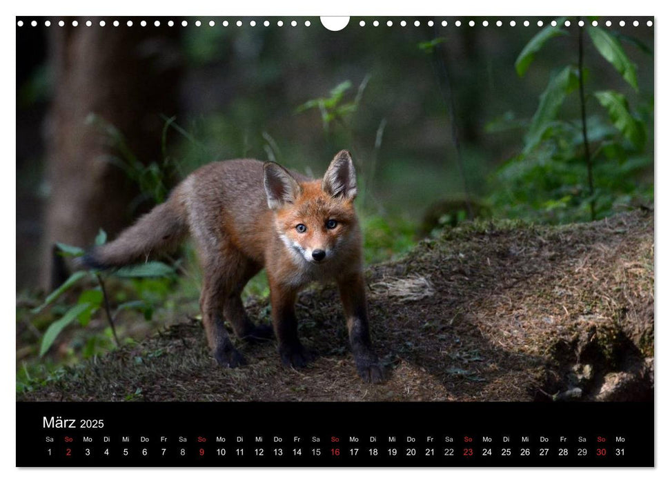 Ein Blick in Reinekes Kinderstube (CALVENDO Wandkalender 2025)