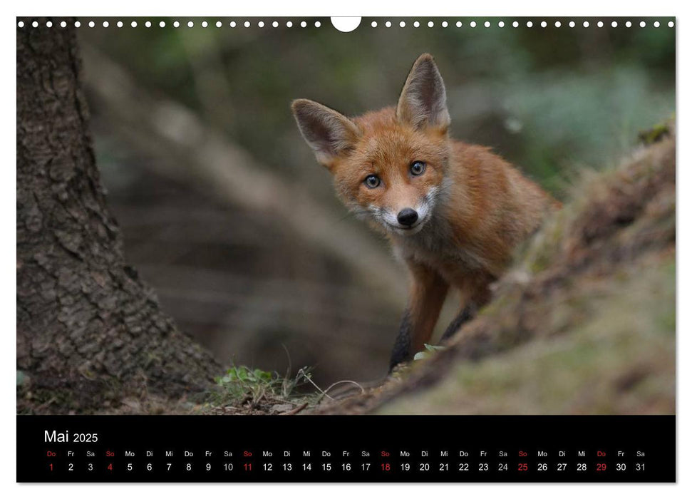 Ein Blick in Reinekes Kinderstube (CALVENDO Wandkalender 2025)