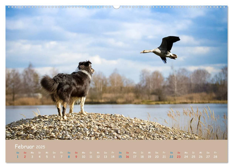 Aussie-Power (CALVENDO Premium Wandkalender 2025)