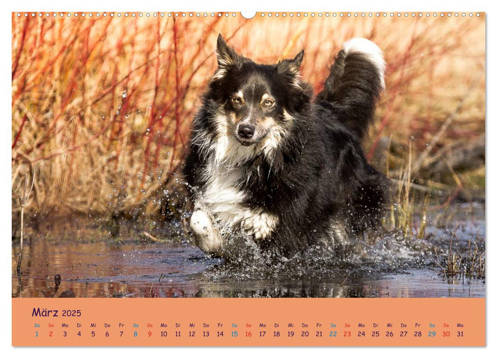 Aussie-Power (CALVENDO Premium Wandkalender 2025)