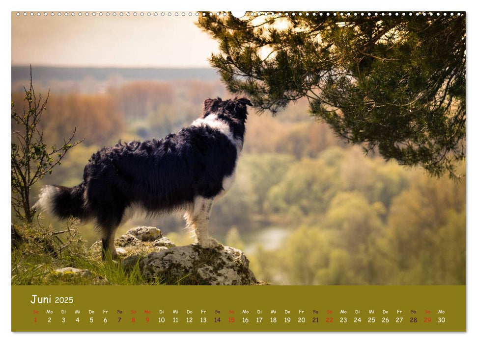 Aussie-Power (CALVENDO Premium Wandkalender 2025)