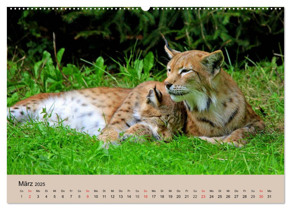 Der Luchs. Pinselohren und Bernsteinaugen (CALVENDO Premium Wandkalender 2025)