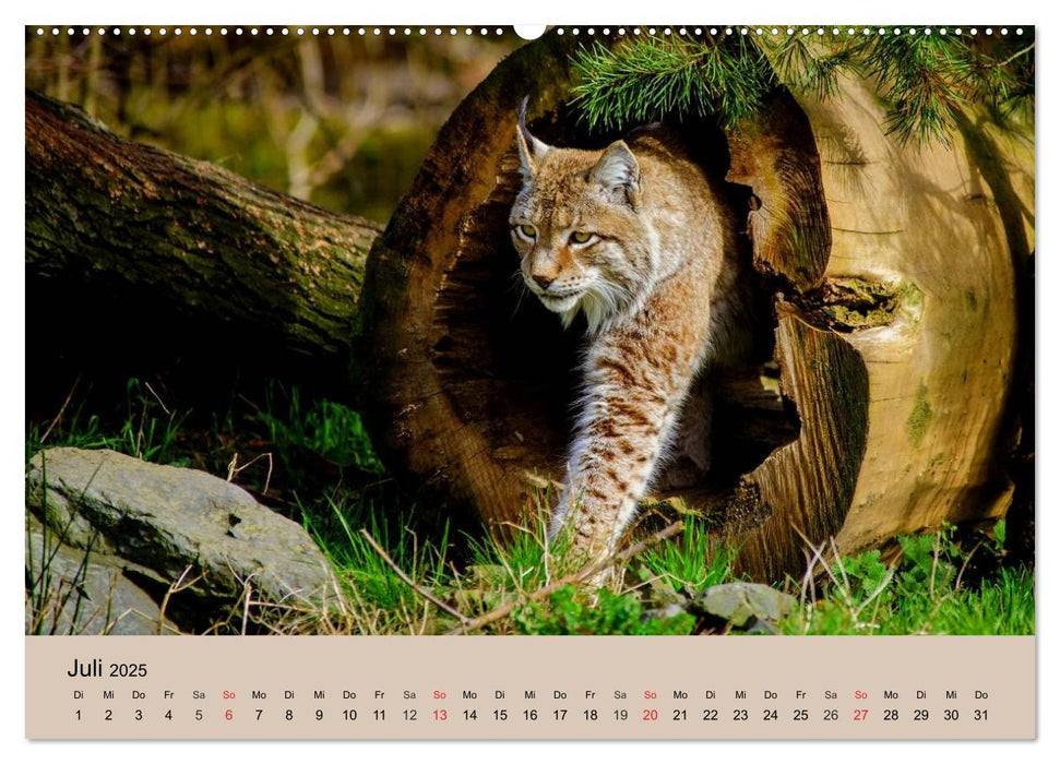 Der Luchs. Pinselohren und Bernsteinaugen (CALVENDO Premium Wandkalender 2025)