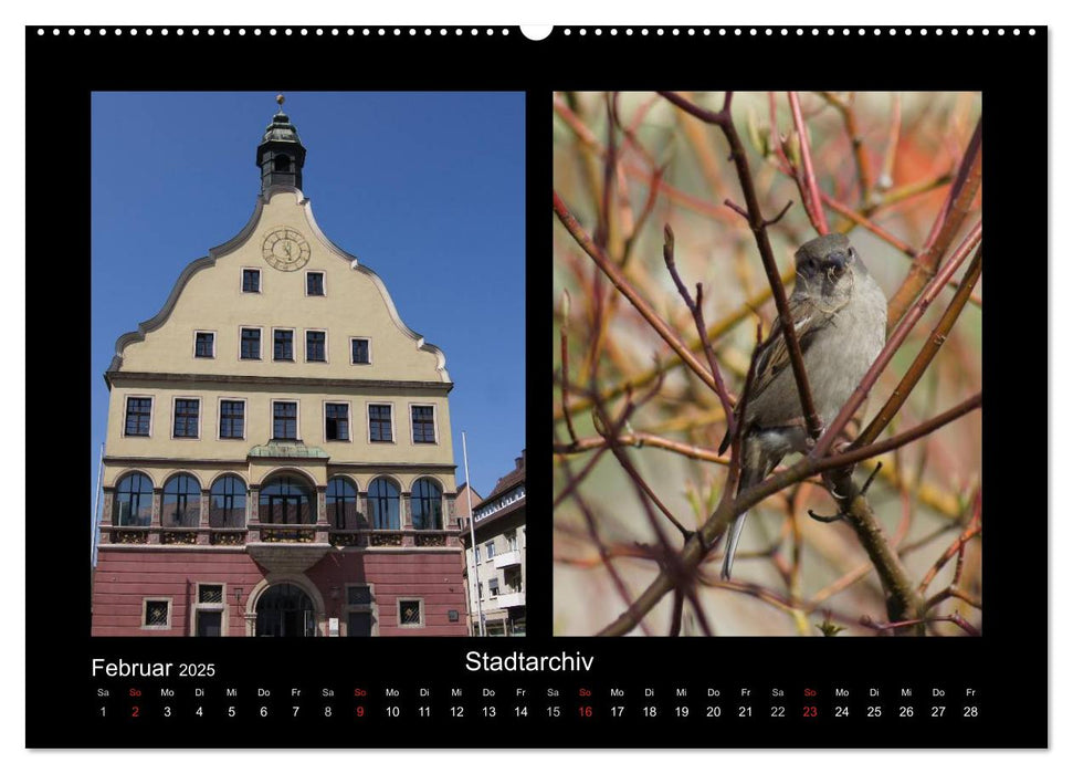 Ulmer Spatzen (CALVENDO Premium Wandkalender 2025)