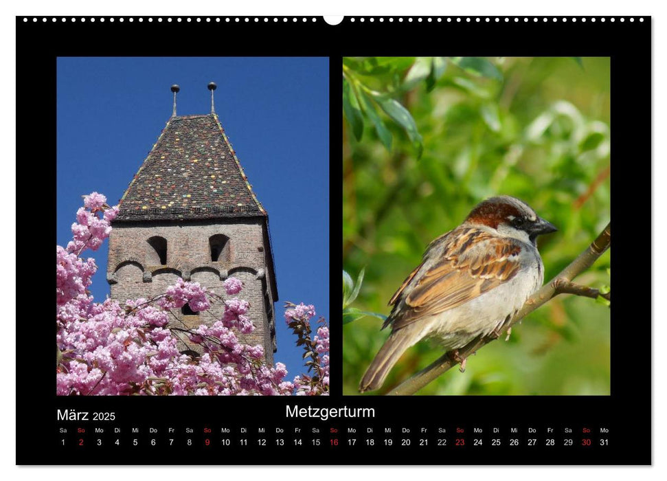 Ulmer Spatzen (CALVENDO Premium Wandkalender 2025)