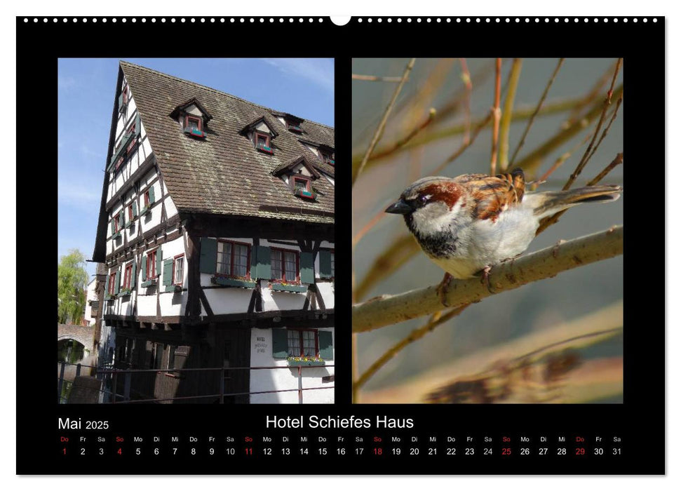 Ulmer Spatzen (CALVENDO Premium Wandkalender 2025)