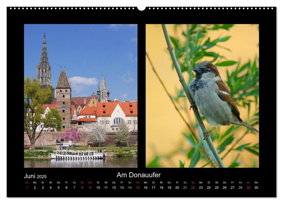 Ulmer Spatzen (CALVENDO Premium Wandkalender 2025)