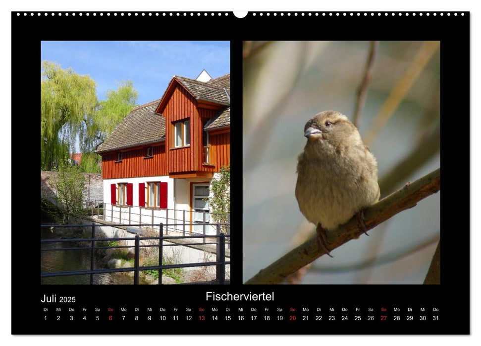 Ulmer Spatzen (CALVENDO Premium Wandkalender 2025)