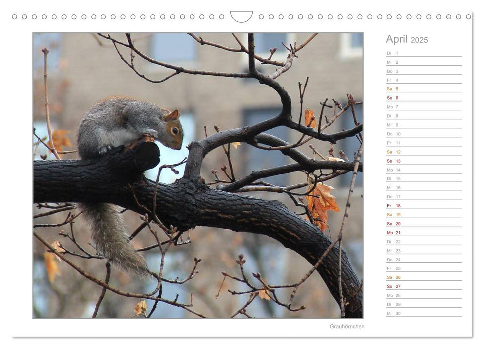 Hörnchen - neugierig, putzig, liebenswert (CALVENDO Wandkalender 2025)