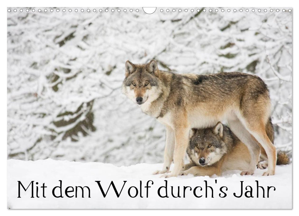 Mit dem Wolf durch's Jahr (CALVENDO Wandkalender 2025)