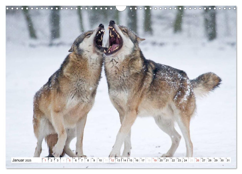 Mit dem Wolf durch's Jahr (CALVENDO Wandkalender 2025)