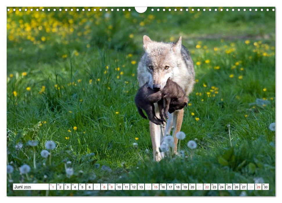 Mit dem Wolf durch's Jahr (CALVENDO Wandkalender 2025)