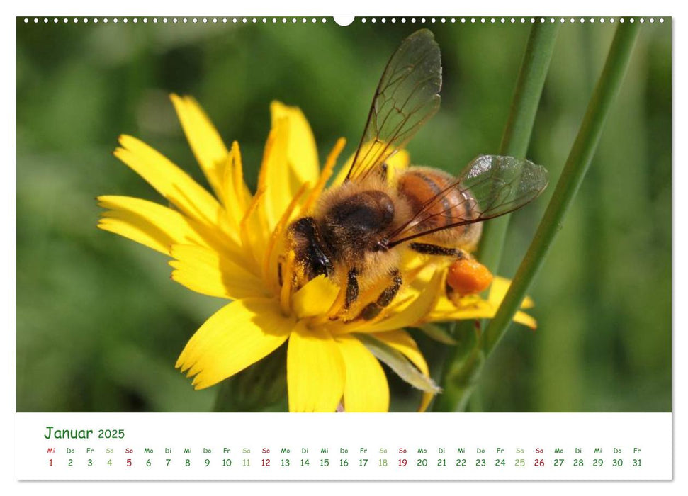 Bienen - Fleißige Gartenbewohner (CALVENDO Premium Wandkalender 2025)