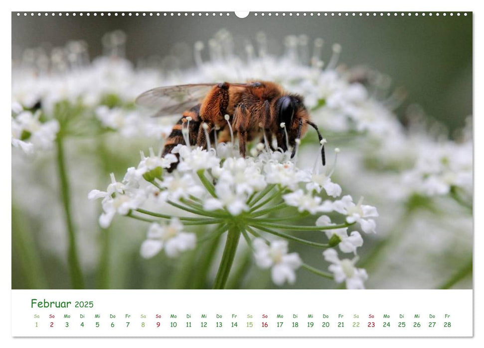 Bienen - Fleißige Gartenbewohner (CALVENDO Premium Wandkalender 2025)