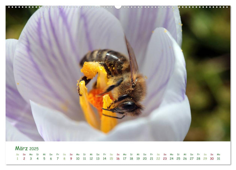 Bienen - Fleißige Gartenbewohner (CALVENDO Premium Wandkalender 2025)